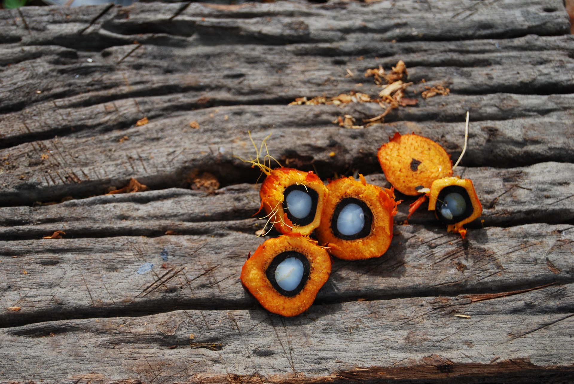 Palm fruit cut open showing kernel